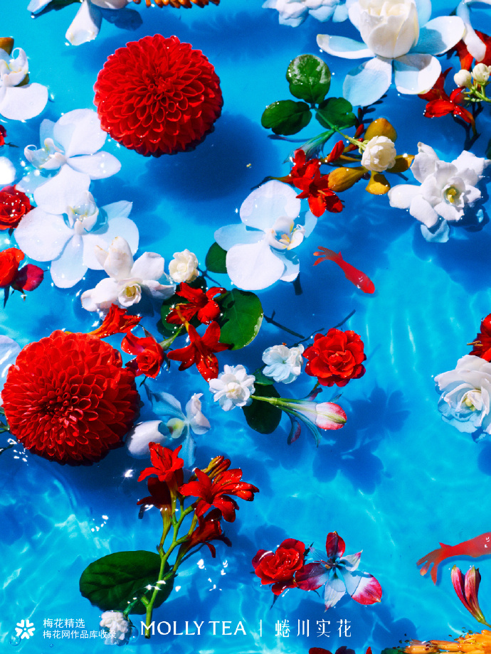 茉莉奶白携手蜷川实花共创漂亮花园